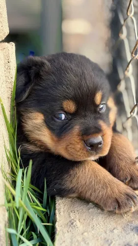 Filhote macho rottweiler