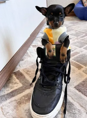 Pinscher -Seu filhote amigo está aqui /Com garantias
