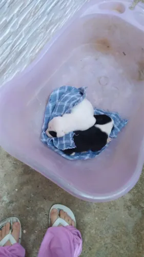 Cachorrinhos para adoção responsável ( leia descrição )