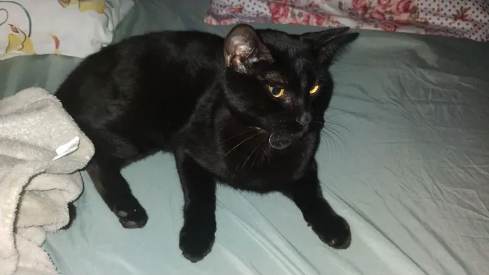 Lindo Gato Preto p/ Adoção responsável e amorosa 