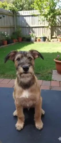 animais de estimação para adoção
