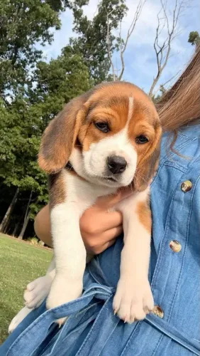 Beagle A alegria que faltava para completar seu lar