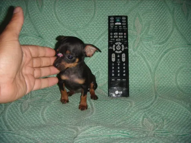 Pinscher micros.00. Fêmea e macho... já Vacinado. 