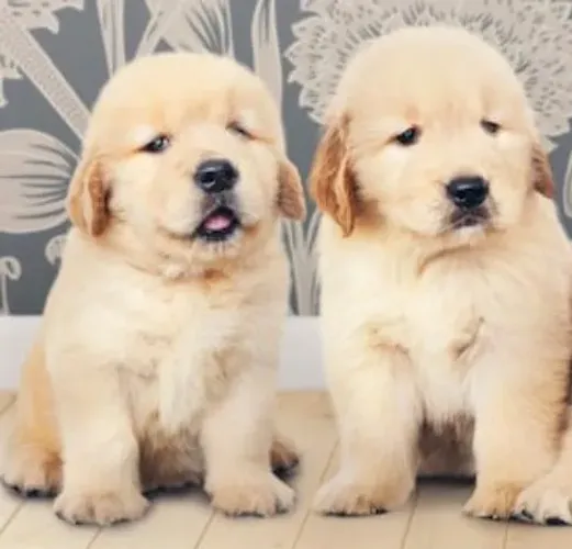 Golden retriever lindo com pedigree