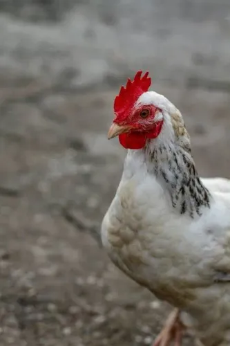 Galinha da terra por 35 reais