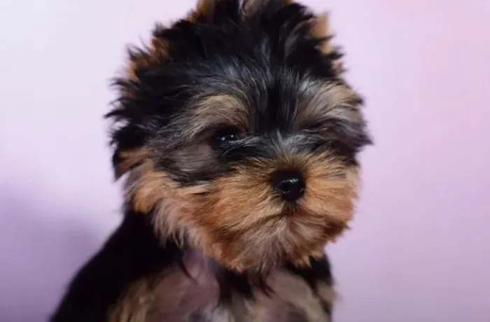 Yorkshire Terrier Um amigo que entende o seu ritmo
