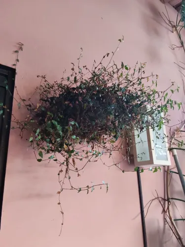 Plantas 40,00 cada.
