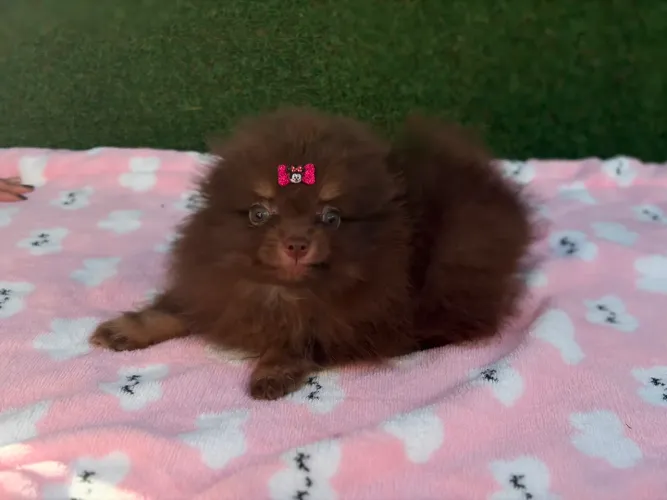 Lulu da Pomerania fêmea chocotan