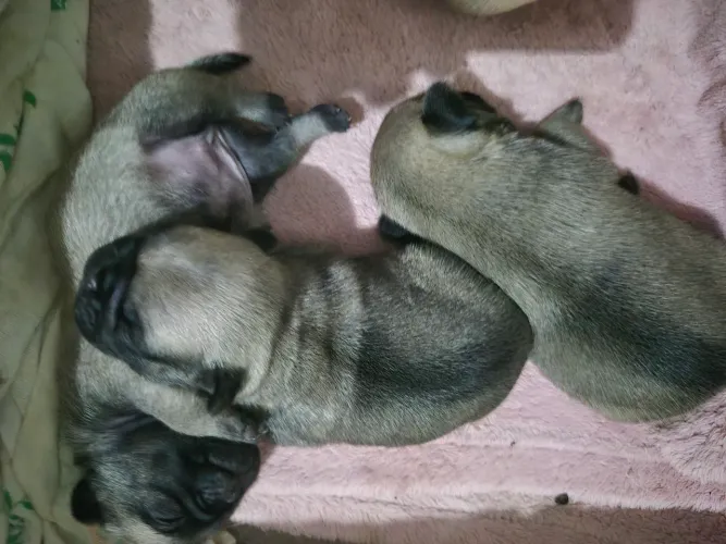 Filhote pug