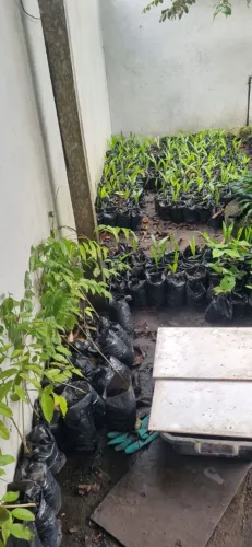 Mudas frutíferas diversas