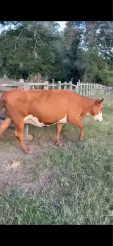 VACAS BRAFORD PURAS