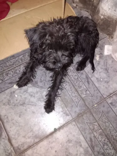Vendas de animais