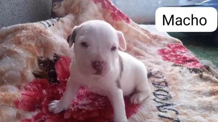 Filhote de Pitbull