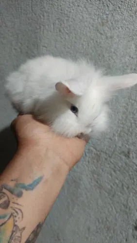 Mini coelhos Lion loop!