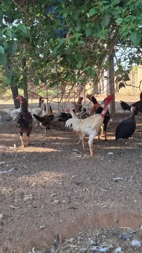 Ovos galados caipira/Índio Gigante
