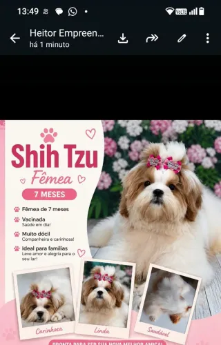 Shih tuz fêmea  com 8 meses