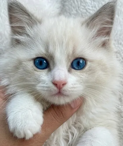 Ragdoll