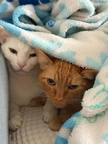 Adoção responsável de 2 gatinhos