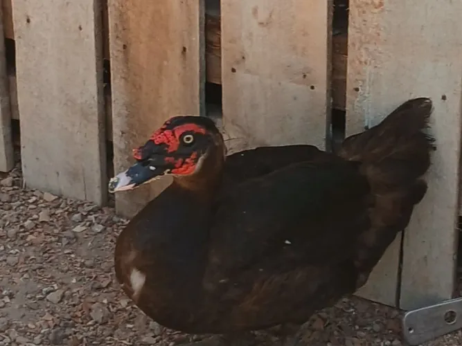Temos   pato  e galos pra vender 
