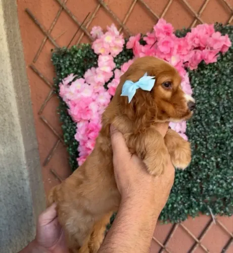 Última Cocker Spaniel já com pedigree em mãos 