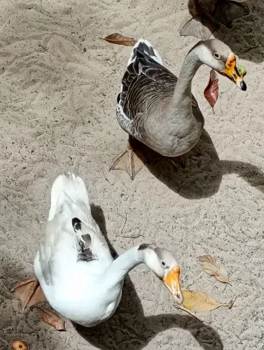 CASAL DE GANSO (MACHO E FÊMEA)