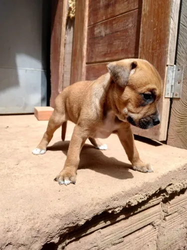 doação de cachorrinho