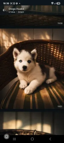 Husky Seberiano