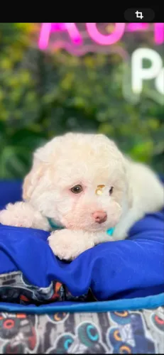 Poodle !!! Apaixone se