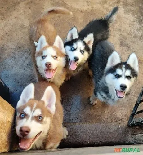 Doação de Husky Siberiano
