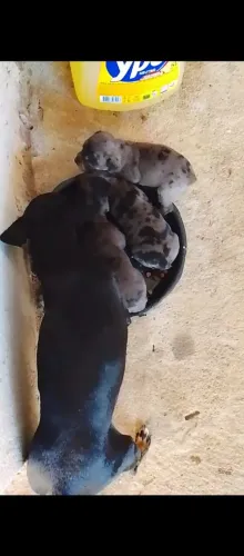 Ninhada de Black merle, 02 machos e uma fêmea!