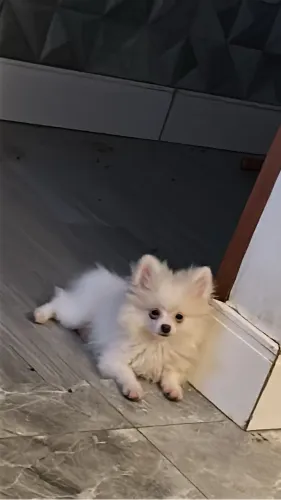 Cachorro