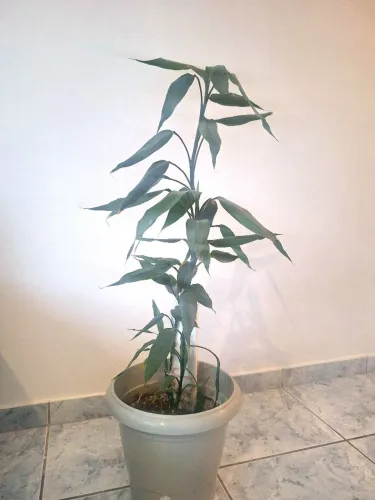 Plantas naturais lindas kit 7 unidades