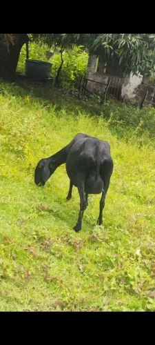 Ovelha matriz Santa Inês P.O