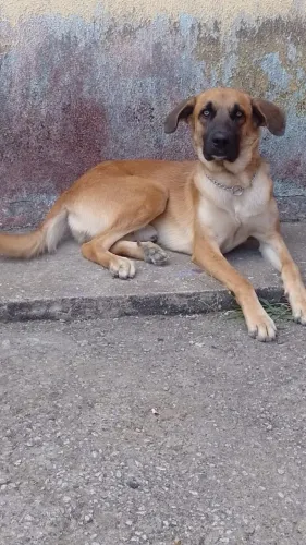 Doação cachorro grande porte