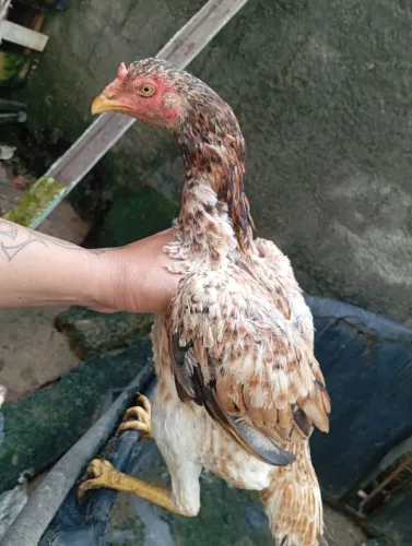 Galos e galinha de raça 