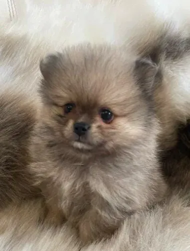 Filhotes de Spitz alemão disponiveis