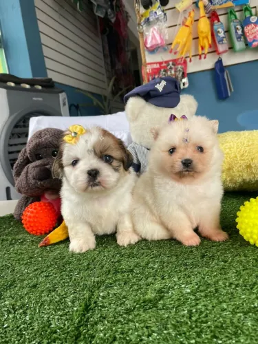 Shihtzu machinho tricolor disponível