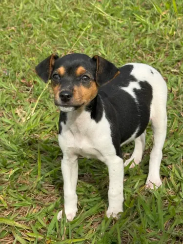 Fox paulistinha (terrier brasileiro)