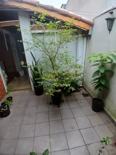 Pé de Pitanga - Produzindo - Mais de 2 metros de altura