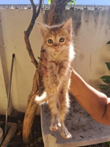 Gatinhos filhotes para adoção responsável