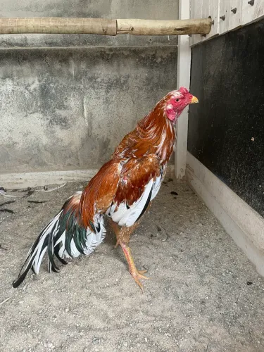 Galo índio canto curto