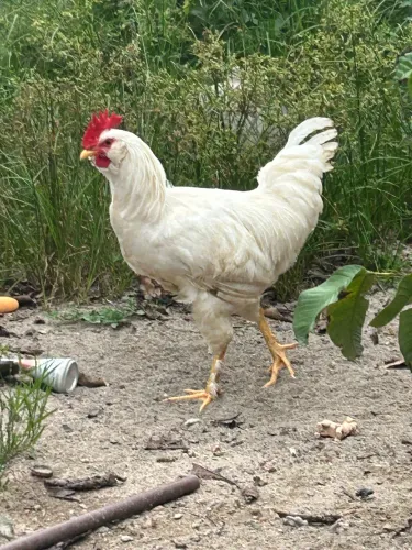 Galo Branco