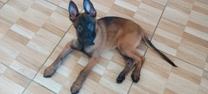 Cachorro belga malinois raça pura