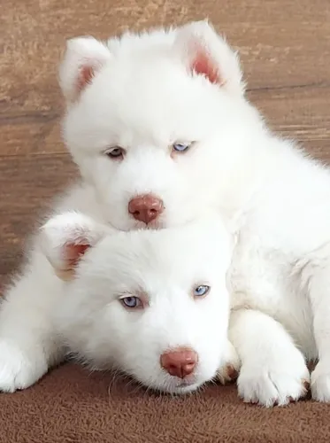 Husky siberiano na cor branca 