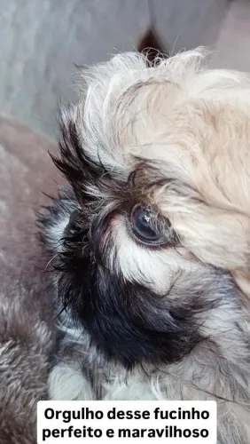 Shih Tzu mageli dogs ?
