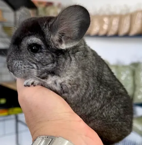 Chinchila macho
