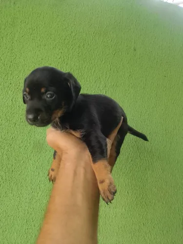 Filhote 46 dias doação whatsapp *