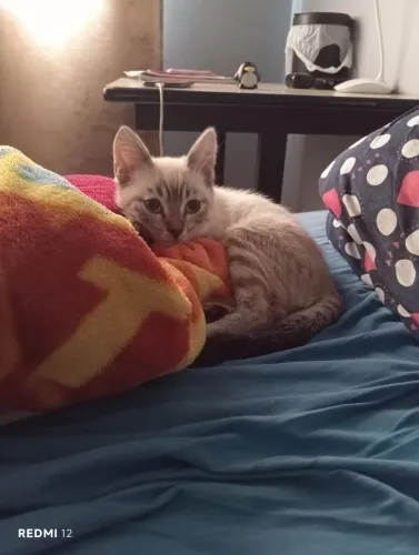 Quero adotar gata siamesa filhote