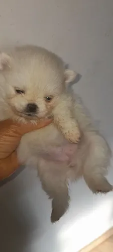 Spitz fêmea mini