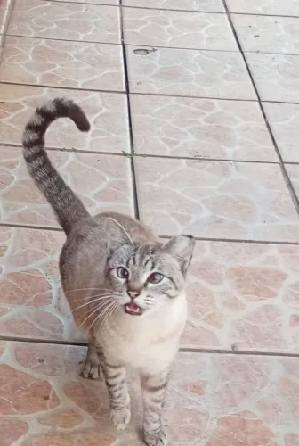 Gatos para adoção 